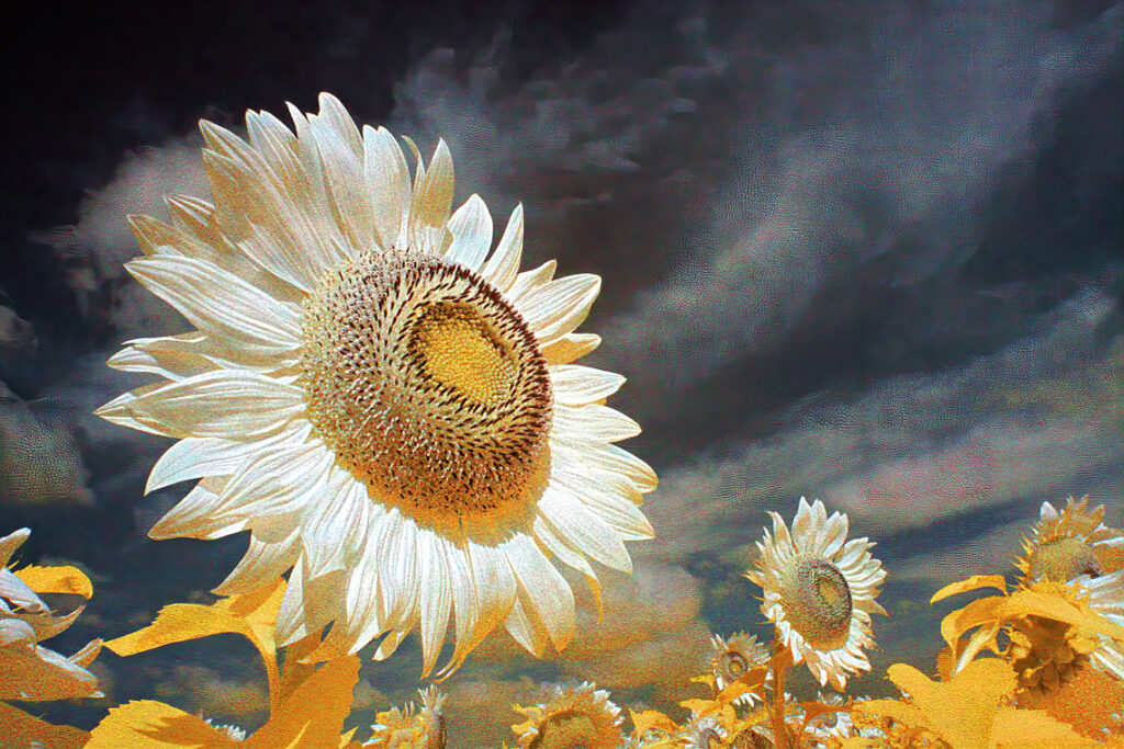Alien Sunflowers 2
